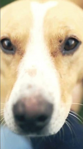 Why do dogs eat poop?