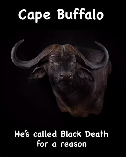 Monarch Taxidermy Inc on Instagram: "Still the most commonly hunted of the big five. It’s the hunting adrenaline rush few hunters can resist! #capebuffalo #capebuffalohunting #capebuffalohunt #capebuffalotaxidermy #servingtheinternationalhunter #taxidermy #taxidermyart #taxidermyartist #taxidermist"