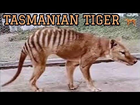 Tasmanian Tiger in Color | Extinct Thylacine 4k 60fps Restoration