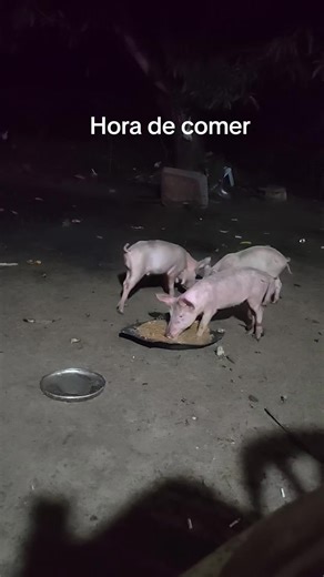 #paratiiiiiiiiiiiiiiiiiiiiiiiiiiiiiii #tik_tok #videoviral #bolivia🇧🇴tiktok_para_ti #melipillaschile🇨🇱