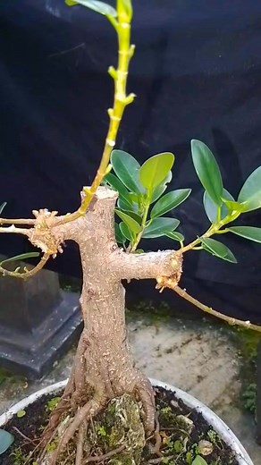 Grafting paste for bonsai ficus,💥🌲 #belajarbonsai #bonsaitips #bonsaiprogram #bonsaificus #grafting #fblifestyle #bonsaitree #bonsailovers #bonsaiworld #bonsaiusa #worldbonsai #reels #fyp #fbfro #jangkaunanluas #semuaorang | Hendar Enon