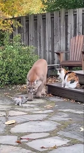 FEARLESS Mom Cat Attacks Cougar to Save Her Kitten