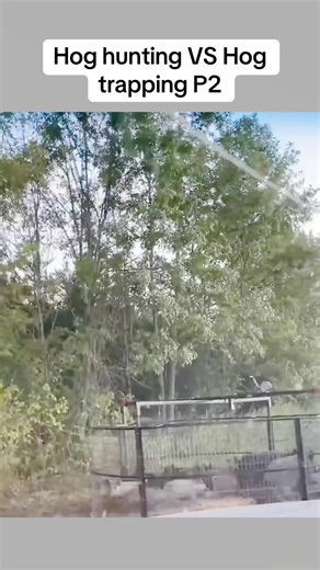 Hog hunting VS Hog trapping P2