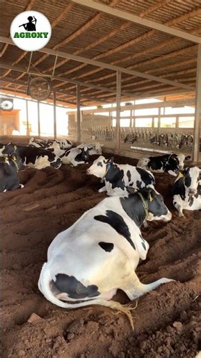 Chainese Holstein Cow Breed #cow #dairyfarming #facts