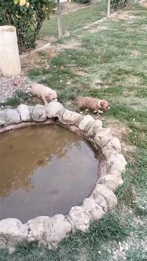 Video di Michele (@michele93525) con Pleasure Voyage - Lunar Mix - X Form