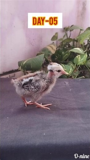 Baby Chick Growth Journey 🐥 From Day 1 to 6 Weeks | Cute Chicken Transformation