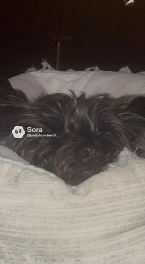 😂😂🐶🐶 | JoJo Contursi