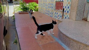 14K views · 1.8K reactions | The stray cats were leading us to where the food we brought was. | Feeding Street Cats | Facebook