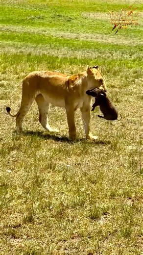 Baby Boar was fed early for this lioness 😰| #shorts #wildlife #nature #lioness #wildboar #ytshorts