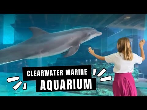 Clearwater Marine Aquarium Full Tour