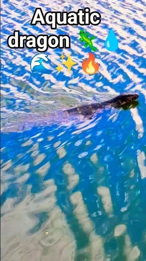 Monitor lizard gliding through CRYSTAL clear lake water 🦎