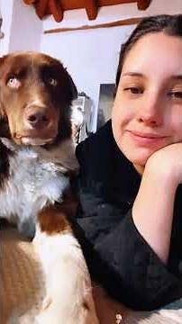 “When Humans Try to Kiss Their Dogs… The Reactions Are Hilarious!”