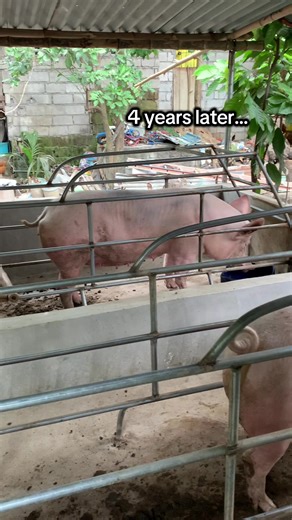 Starting a Successful Piggery Business Journey