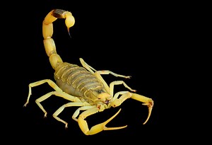 'Deathstalker' Scorpion's Rapid Strike Caught on Film