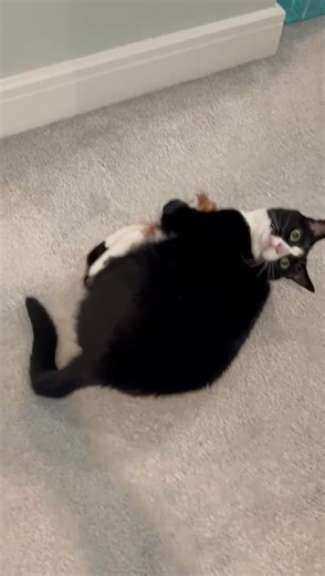 🐾 Pawsitively Playful Poppy! 🐾 Here’s Poppy, one of our lovely feline friends in St Albans, having the time of her life! 😻 From chasing toys to perfect pounces, we love keeping our Cat Butler kitties entertained while their humans are away. A well-played cat is a happy cat! 🏡💛 What’s your cat’s favourite? #FelineFun #HappyCat #FelineFun | The Cat Butler - UK