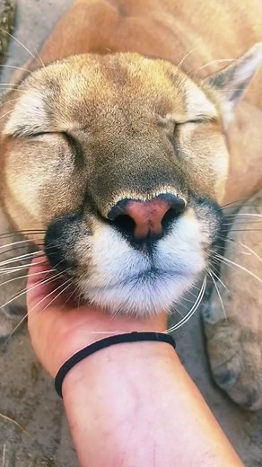 Chey the Puma's Calming Purrs | Big Cat ASMR