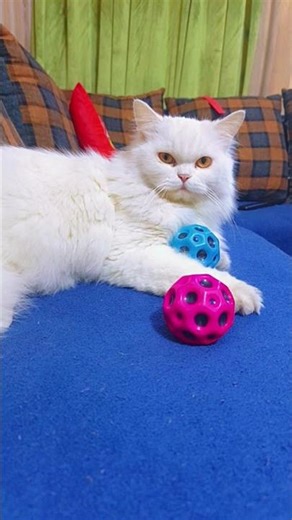kitty says don't touch my toys 🥰🥰 #cats #cat #kitty #cutecat