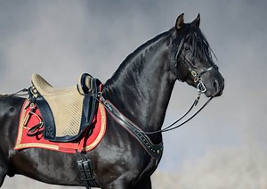 When Was The Horse Saddle Invented? - Shady Acres