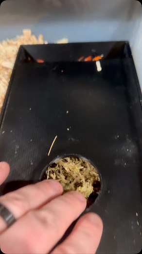 1K views · 34 reactions | Taking a peek at a nice Ember Honduran Milksnake. #ember #honduranmilksnake #hondo #asmr #milksnakes #milksnob #ash #morph #nice #morphmarket #paintjob #slick #verycool #lampropeltis #snakesofinstagram #pet #colubridcorruption #redlineshipping #newmorph #ballpythons | Temporalis Enterprises | Facebook