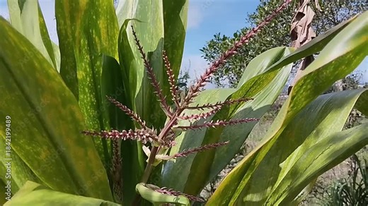 Cordyline fruticosa, Ti plant, Asparagaceae. Lg herb, shrub native to Papua New Guinea Polynesia. Flowers white or pink, edible rhizome. Cordyline fruticosa is an evergreen flowering plant