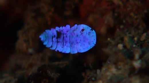 3.1M views · 16K shares | Watch: These tiny, shrimp-like creatures go from iridescent to invisible. | National Geographic | Facebook