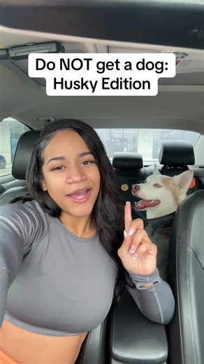 Why You Should Think Twice Before Getting a Husky