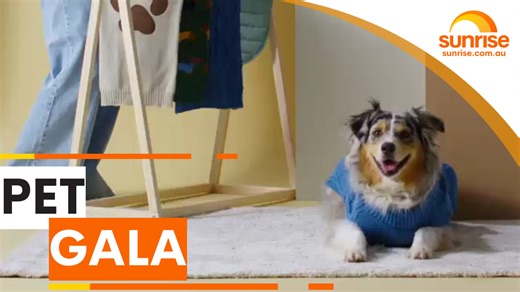 12K views · 71 reactions | WAG WORTHY WINTER WEAR  Our very cute four-legged models show off the latest fashions to keep your pet warm and stylish this winter. WATCH SUNRISE FOR MORE | @7plus ☀️ | Sunrise | Facebook