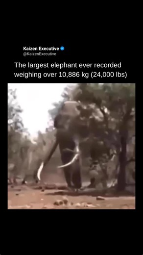 Kaizen Executive on Instagram: "A vintage footage of the “Giant of Angola,” a bull African elephant killed in 1955, weighing 10,886 kg and standing 13 feet tall, verified as the heaviest land mammal on record. A Hungarian trophy hunter “Joszef Fenykovi” shot the elephant for its record tusks (over 8 feet each), with its skeleton now displayed at the Smithsonian’s National Museum of Natural History, illustrating mid-20th-century colonial-era wildlife practices. Like our contents? Follow @Kaizenex