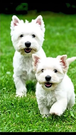 The dog shows the baby Westie how to stalk a cricket in the grass