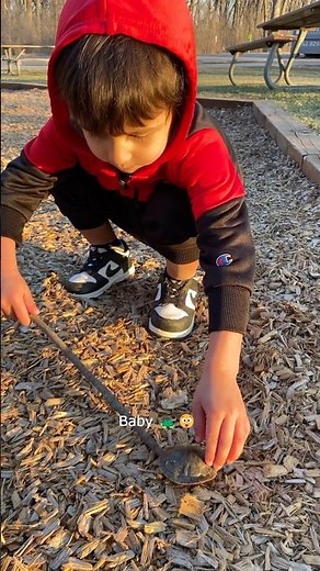 Finding a Baby Turtle Shell! | Painted Turtle Shell🐢 #turtle