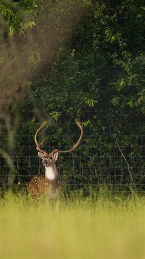 Smooth Operator 🕺 #smooth #operator #fallow #buck #deer | NT Ranch