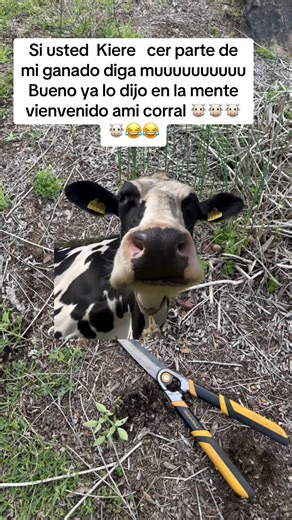 #Meme #meme #efectoboomerang | effect