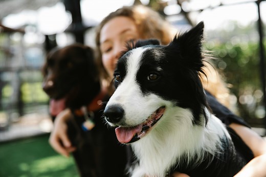 Streamline Your Claims with Embrace Pet Insurance Claim Form