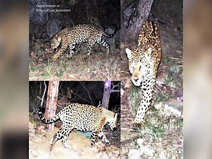 9 things to know about jaguars in Arizona - ABC15 Digital