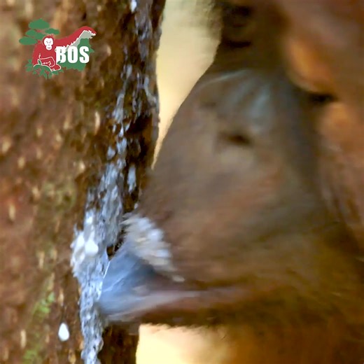 19K views · 1K reactions | Our #orangutans in #OrangutanJungleSchool love slurping on rubber sap. It's both tasty and nutritious, but requires some practice to eat. What special treat are you enjoying this weekend? #saveorangutans #conservation #weekendvibes | Borneo Orangutan Survival (BOS) Australia | Facebook