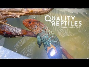 My caiman lizards and how I take care of them. Cohabitation with Sailfin Dragons.