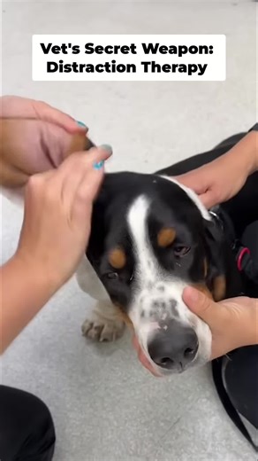 Vet visit survival guide: Distraction therapy is key! Watch this pup get the ultimate clean smile. #DogVlog #VetLife #CuteAnimals #DogsofTikTok #FunnyPets
