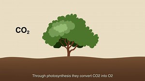 GROW MY TREE at a glance