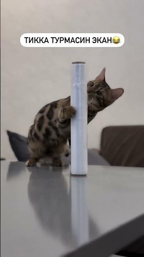 #bengal #bengalcat #бенгальскийкот # #byankaayris #ayris #mushuk #mushuklar #petya