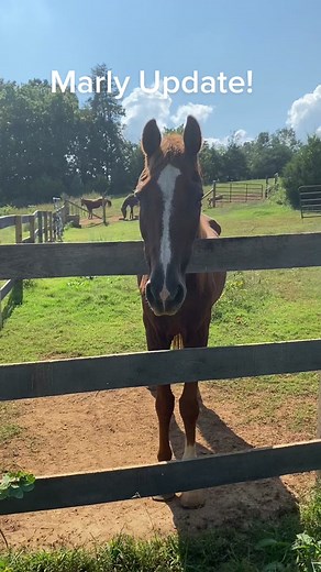 Y’all have been asking! Here’s an update on Marlboro Man. He’s such a sweet guy, just wants to hangout with you all day. #rescuehorse #nutrenafeed #tractorsupply #purina