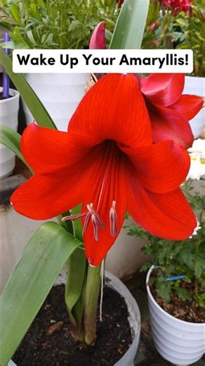 The Cut-Back Trick for Off-Season Blooms #amaryllis #hack #shortviral