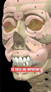 Nasolabial fold anatomy