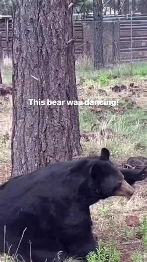 I came across this wild bear and he was dancing! Never seen this before! | Wl.justin