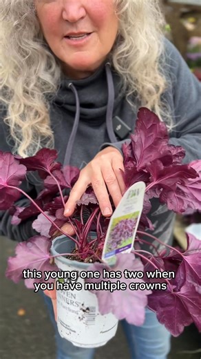 5.2K views · 113 reactions |  Heucheras add a gorgeous splash of...