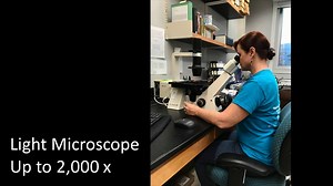 What does an organism look like magnified at 1,000,000 times? Here’s a look at three powerful microscopes used by scientists at FWRI. The Light Microscope uses a beam of light to magnify a specimen up to 2,000 times and shows the natural color of a specimen. The Scanning Electron Microscope can magnify up to 300,000 times using a focused beam of electrons to produce an image of the outer surface of a specimen. The Transmission Electron Microscope can magnify up to 1,000,000 times and also uses a
