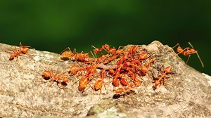 Woman bitten by fire ants dies while planning mom's funeral