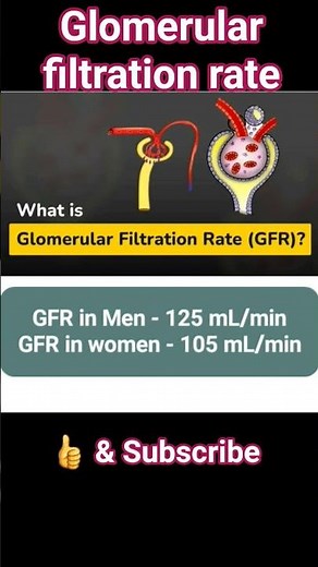 What is a normal glomerular filtration rate level? #human #physiology #anatomy #kidneyfunction