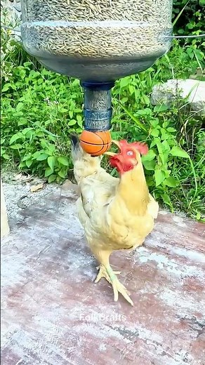 DIY Chicken Feeder: Gravity Feed with Trigger Control for Less Waste! 🐔