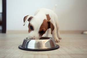 9 Tricks To Getting Your New Puppy To Eat | Puppy Nutrition & Eating Guide