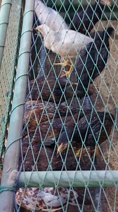 The growers of CPU Broiler Native Chicken. . . | Philippine Native Chicken